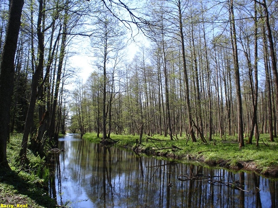 Bialowieza Forest, Belarus